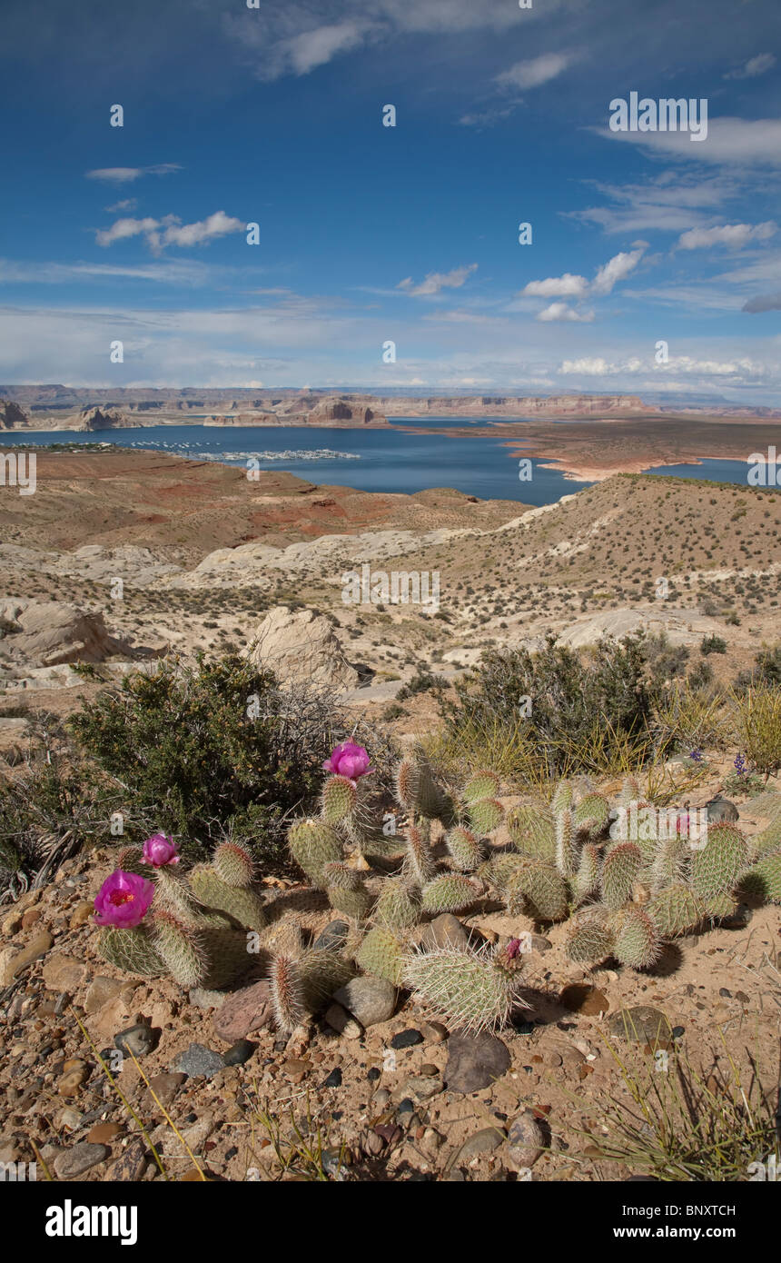 Beavertail Cactus Opuntia basilaris in flower with Lake Powell behind near Page in Arizona USA on a sunny summer day Stock Photo