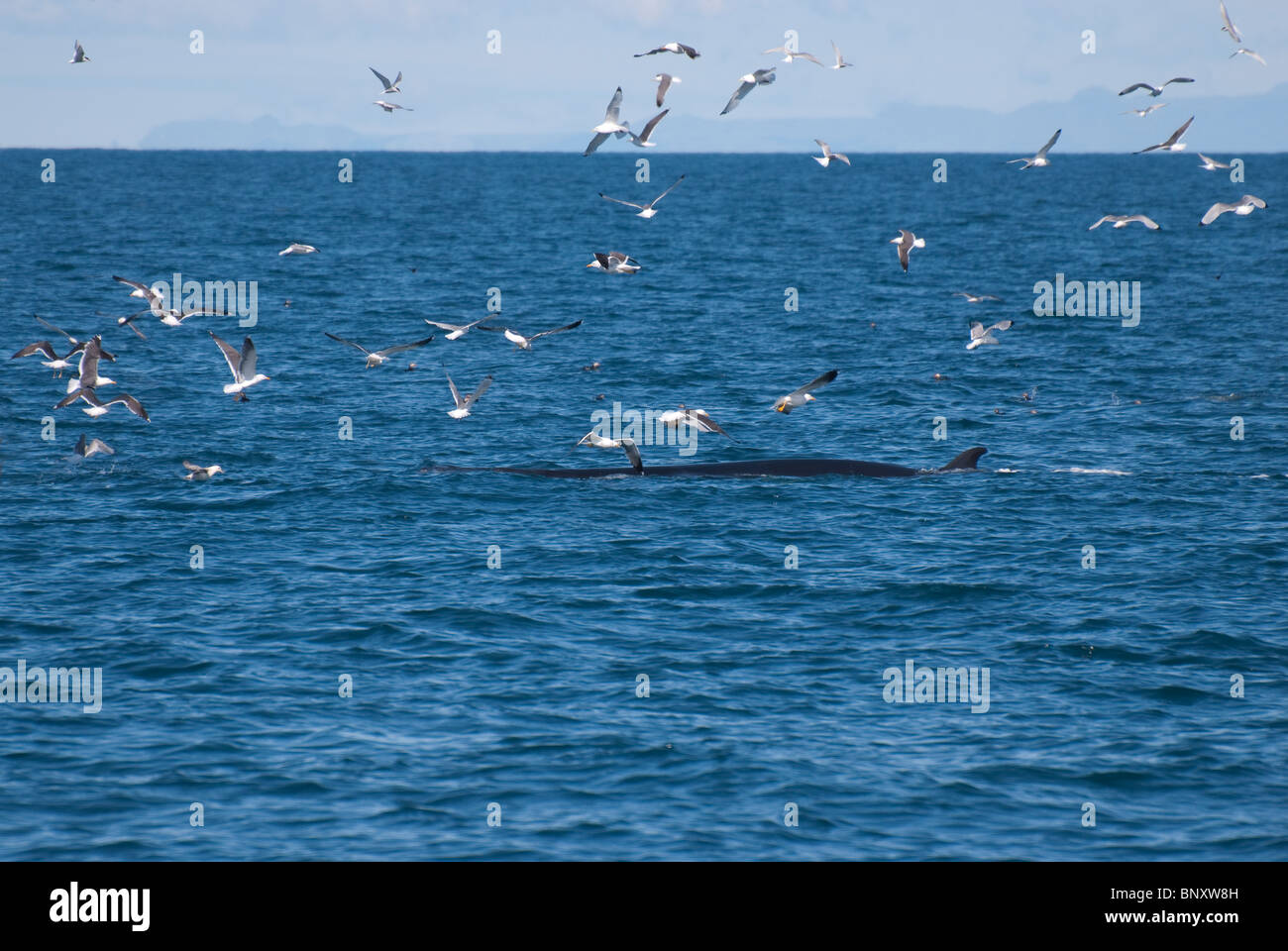 Northern Minke Whale (Balaenoptera acutorostrata) Faxafloi Bay, Reykjavik, Iceland Stock Photo