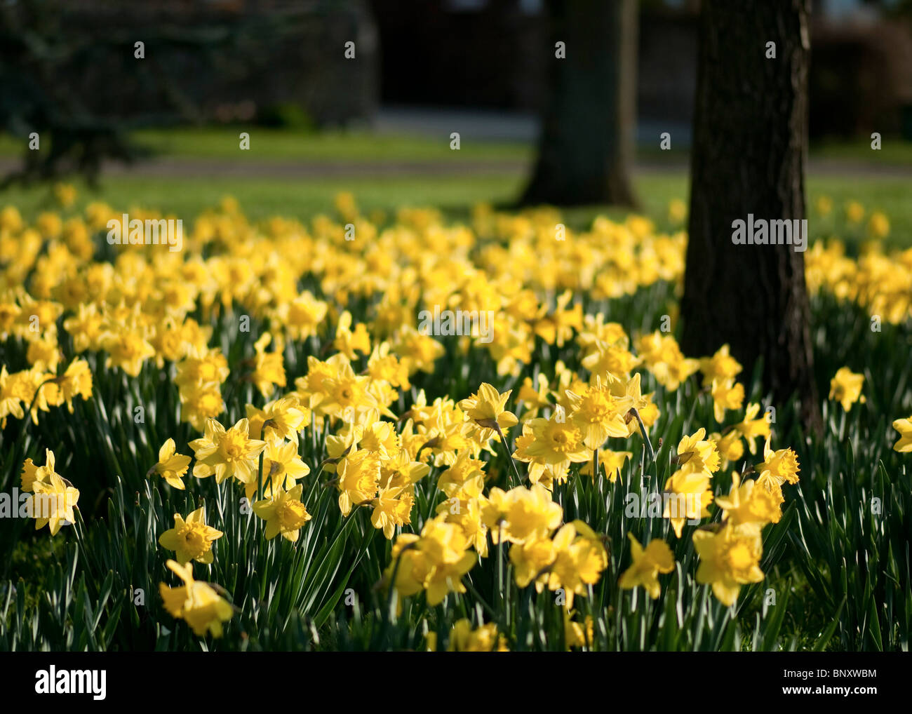 Spring Daffodils Stock Photo