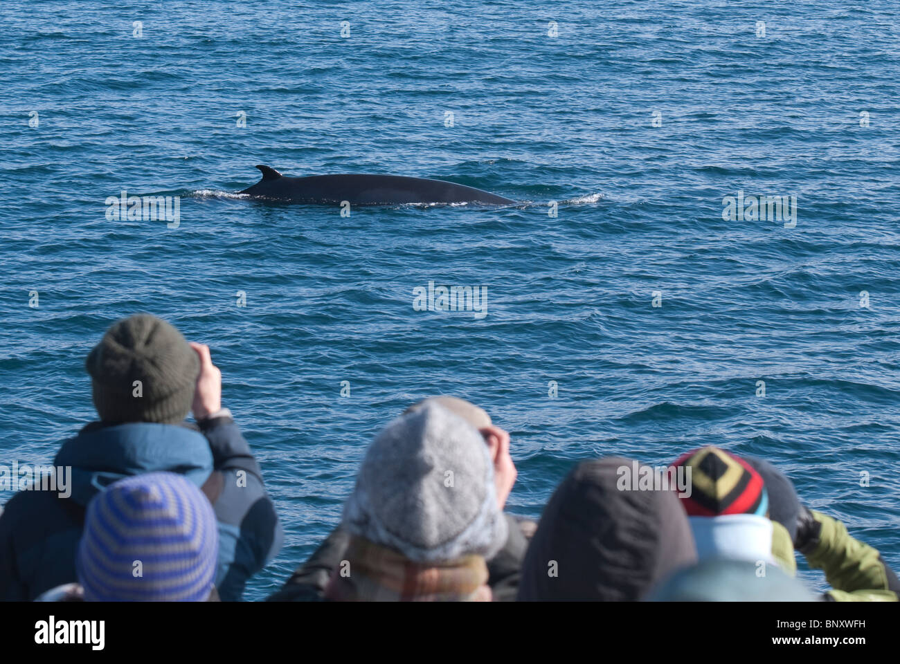 North atlantic minke whale hi-res stock photography and images - Alamy