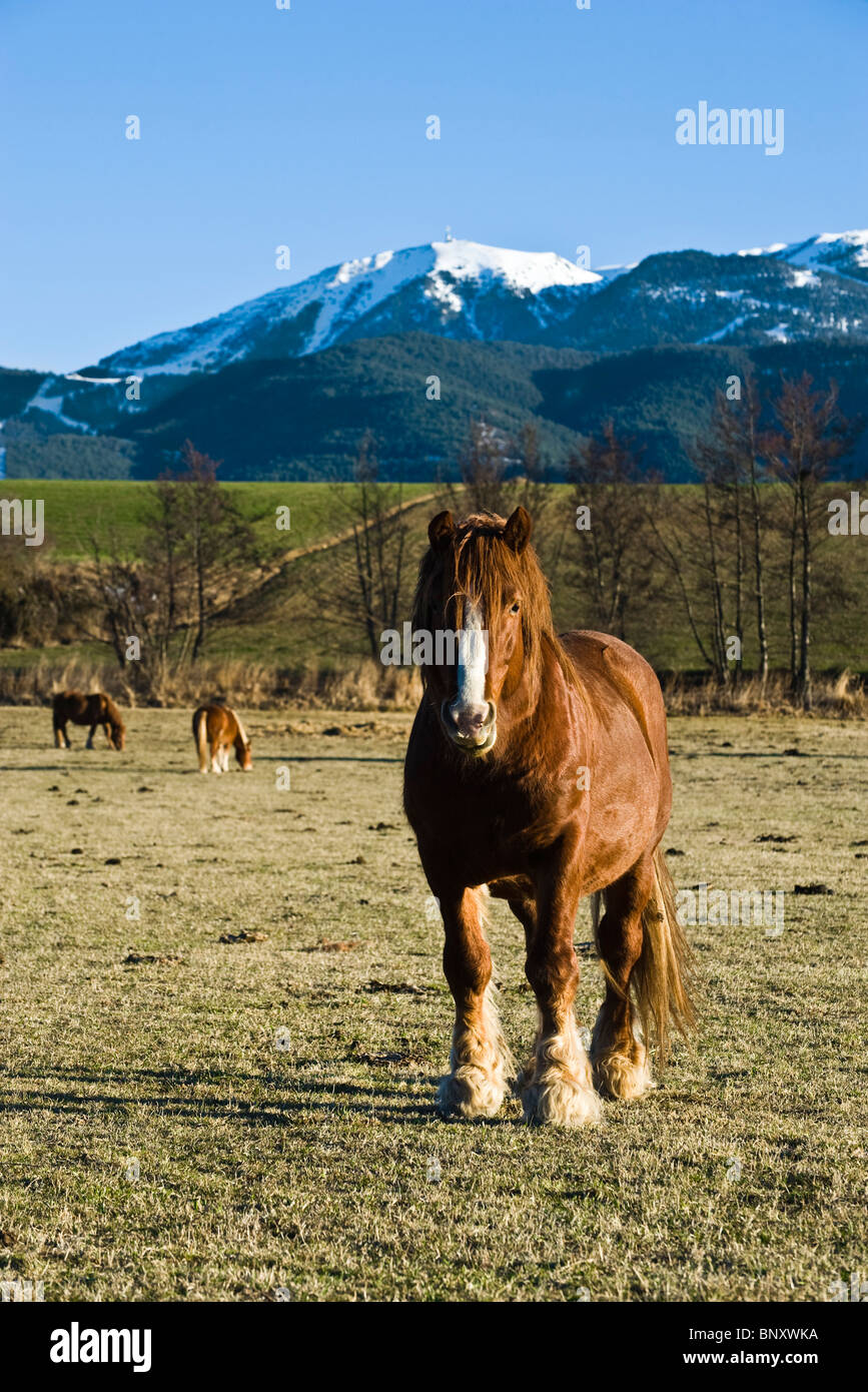 Horses grazing in pasture, Cerdanya, Spain Stock Photo
