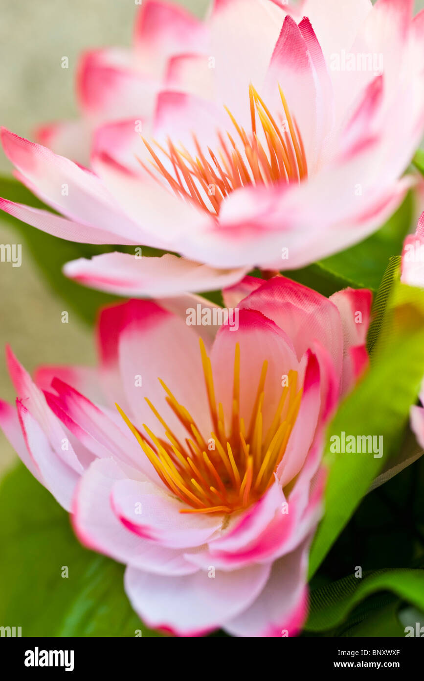 Artificial lotus flowers hires stock photography and images Alamy