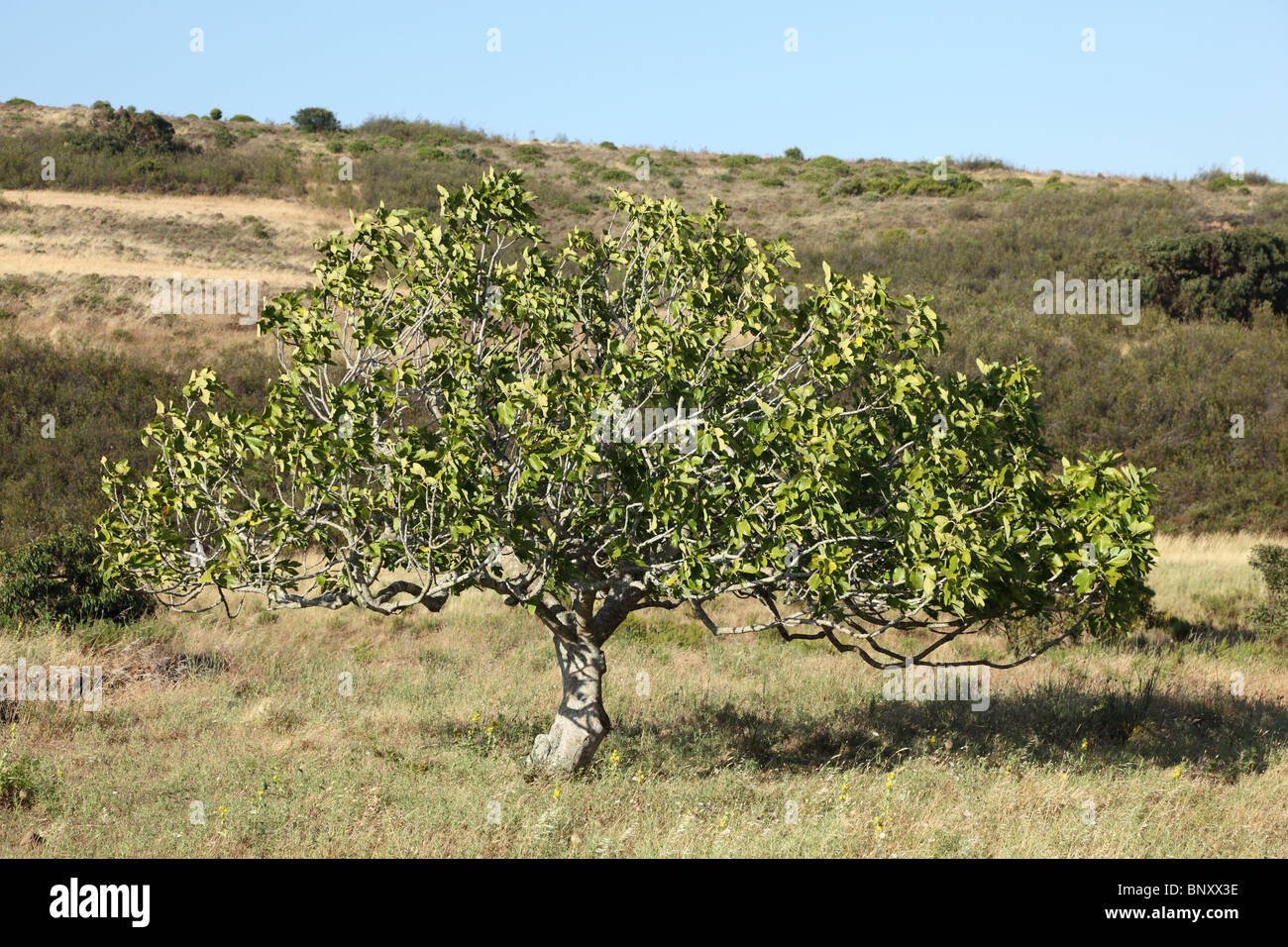Lonely tree in the landscape of Algarve, Portugal Stock Photo