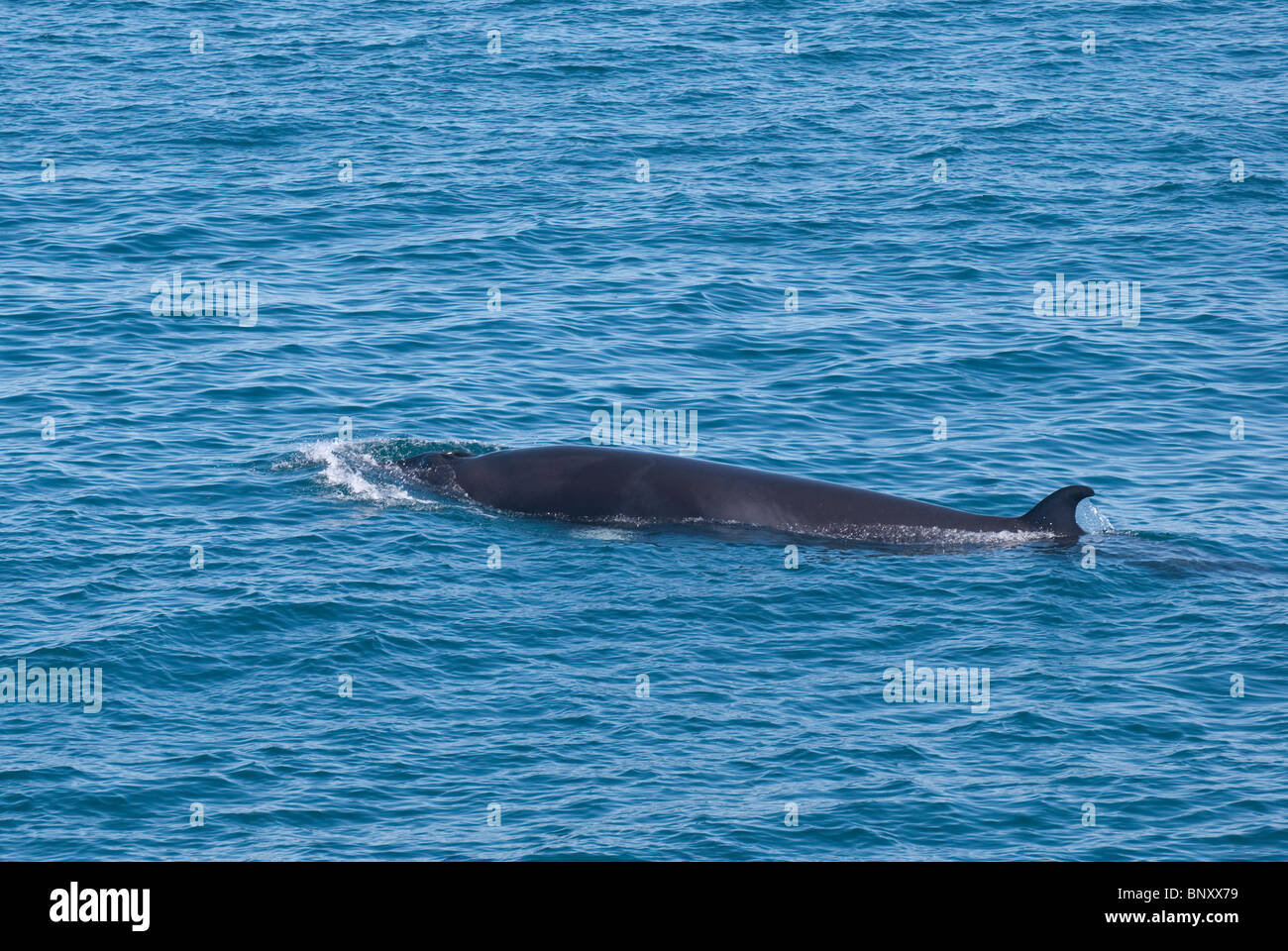 Whale iceland hi-res stock photography and images - Alamy
