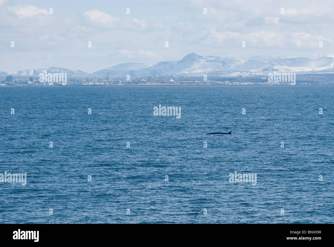 North atlantic minke whale hi-res stock photography and images - Alamy
