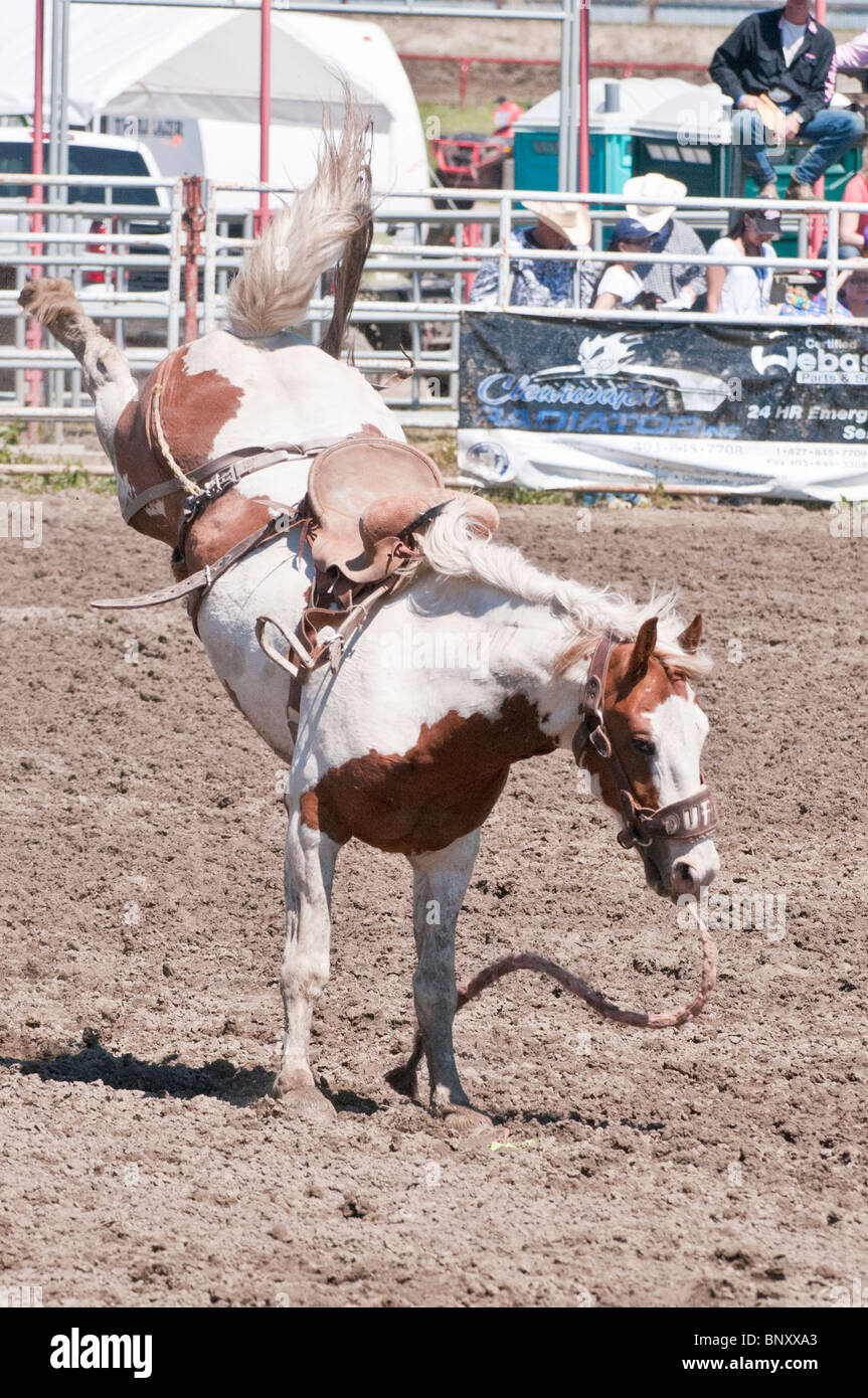 Horse throwing its rider hires stock photography and images Alamy