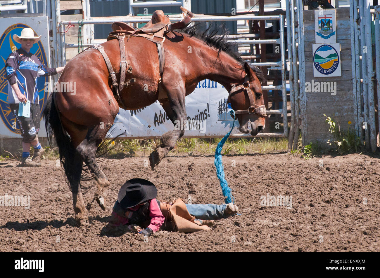 Cowboy thrown from his horse, saddle bronc riding, Rocky Mountain House