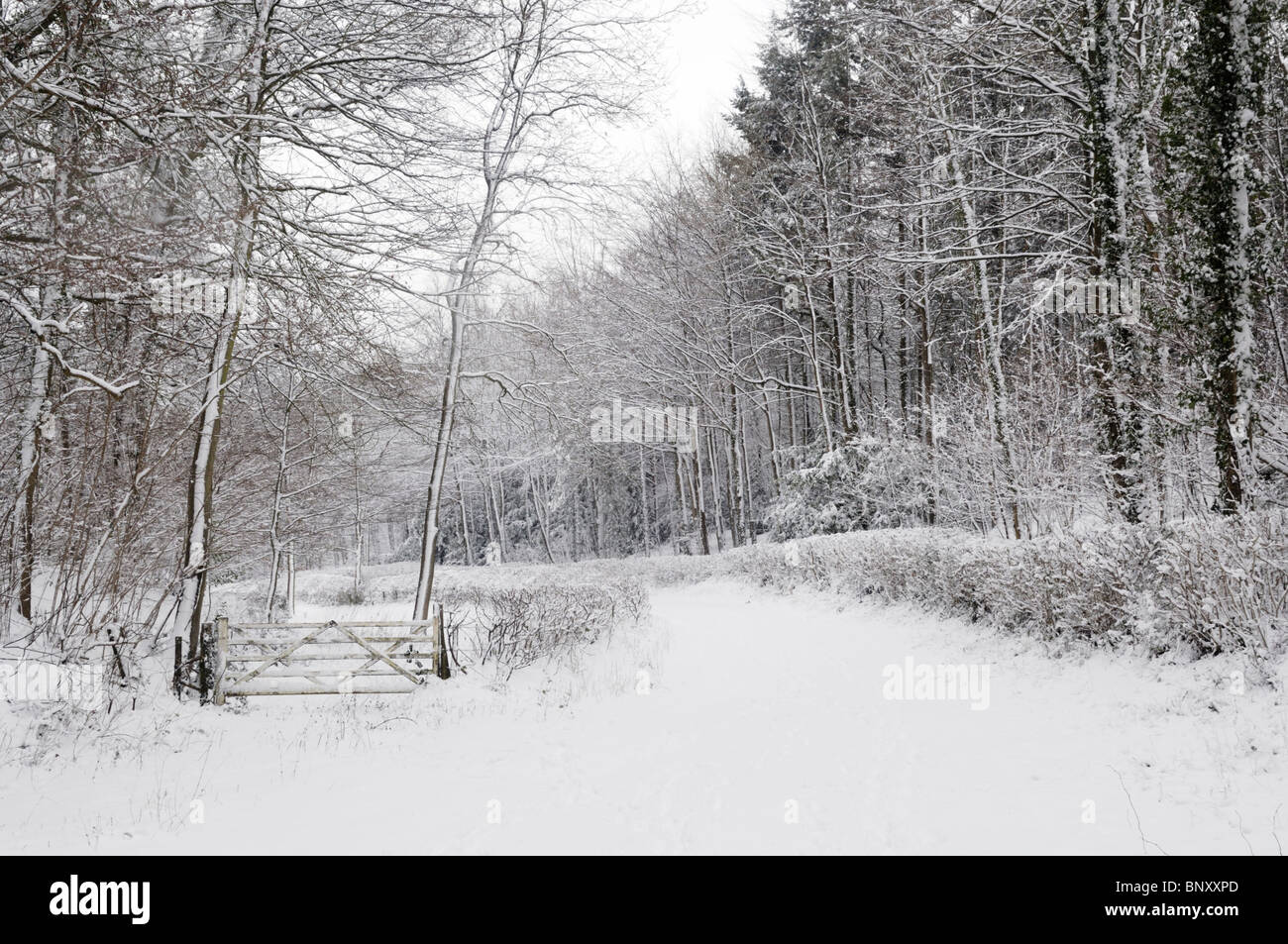 Prestow wood hi-res stock photography and images - Alamy