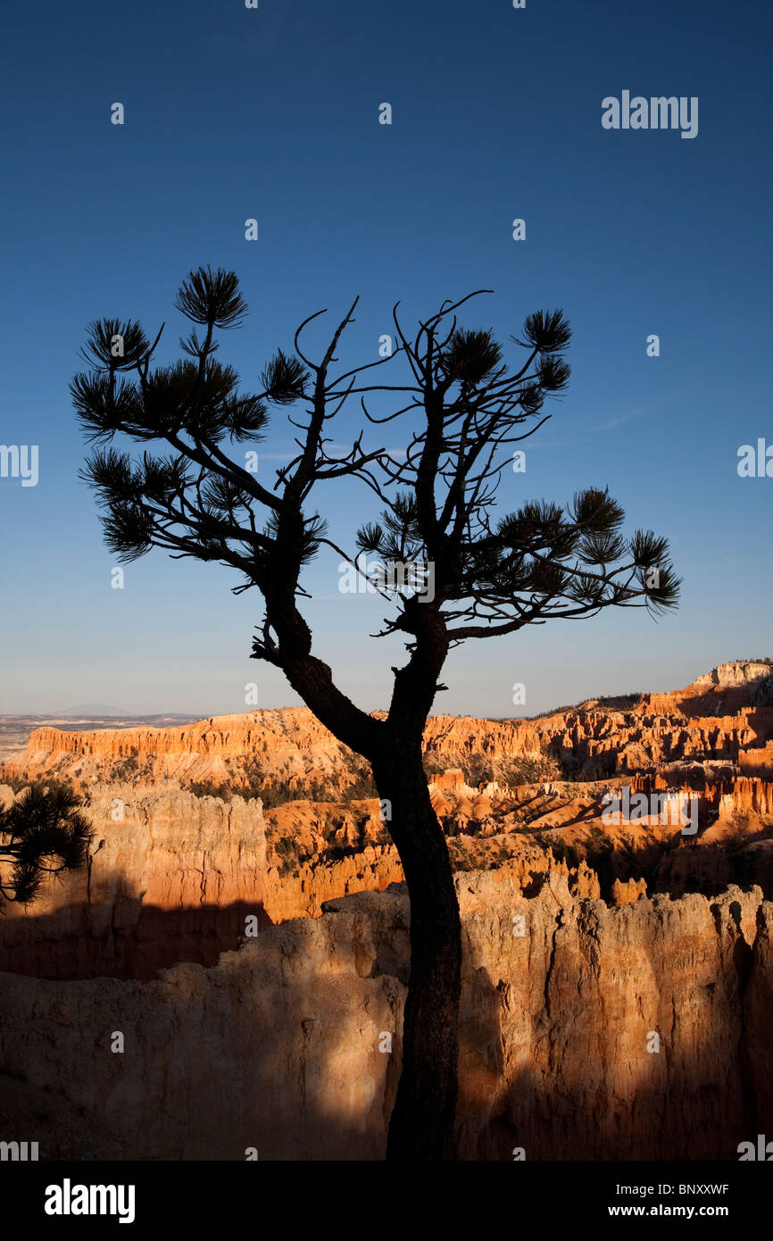 silhouette of a pinyon pine juniper tree at bryce canyon national park in utah USA at sunrise Stock Photo