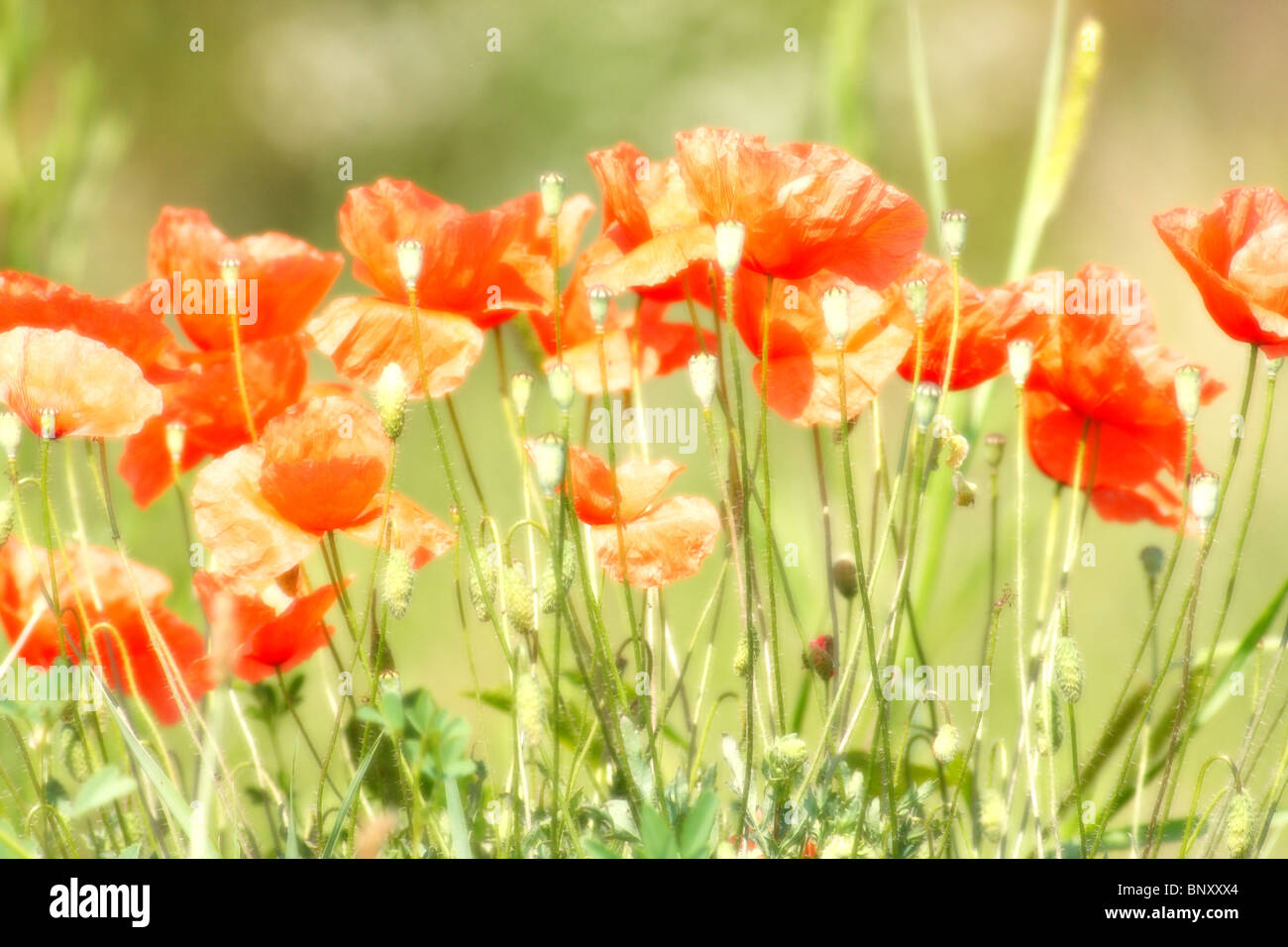 Red poppies in summer Stock Photo