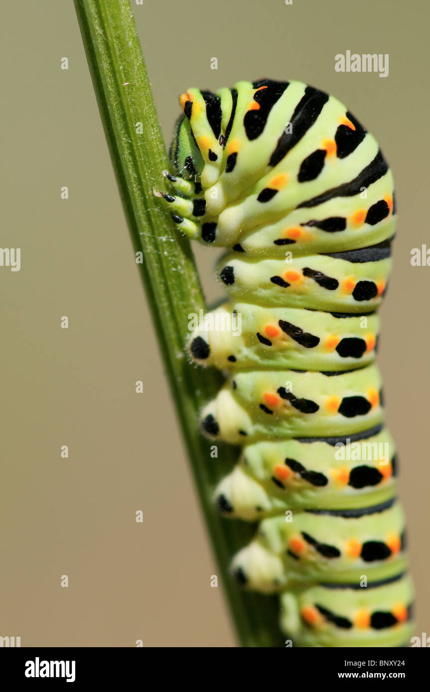 British Swallowtail caterpillar Stock Photo
