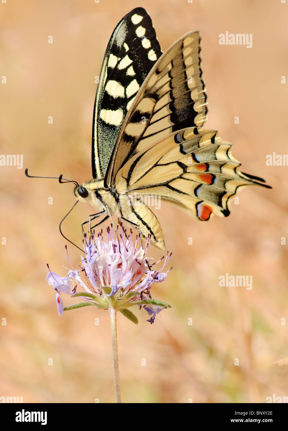 Southern Swallowtail butterfly Stock Photo