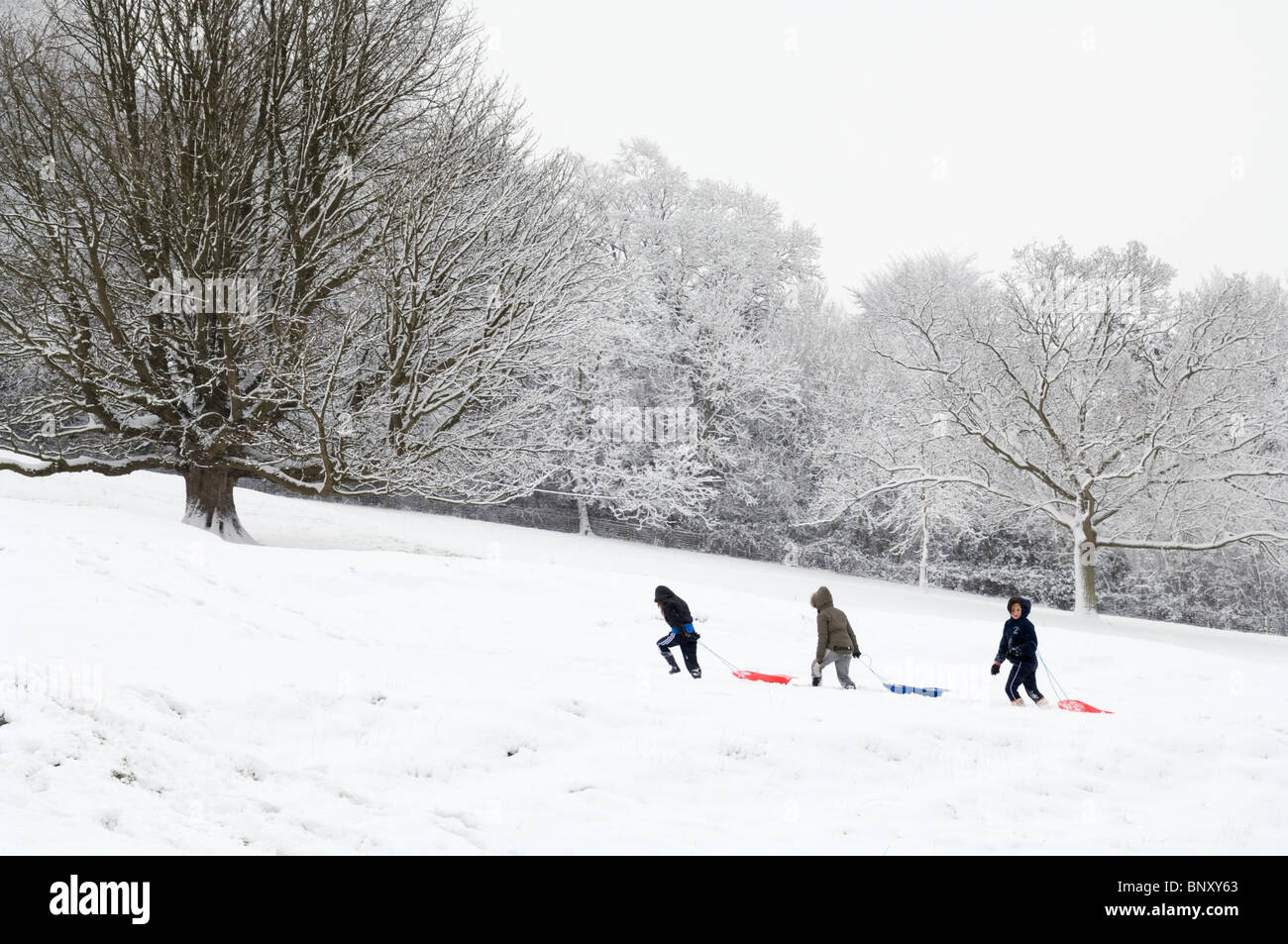 Trees on a snow covered hillside hi-res stock photography and images ...