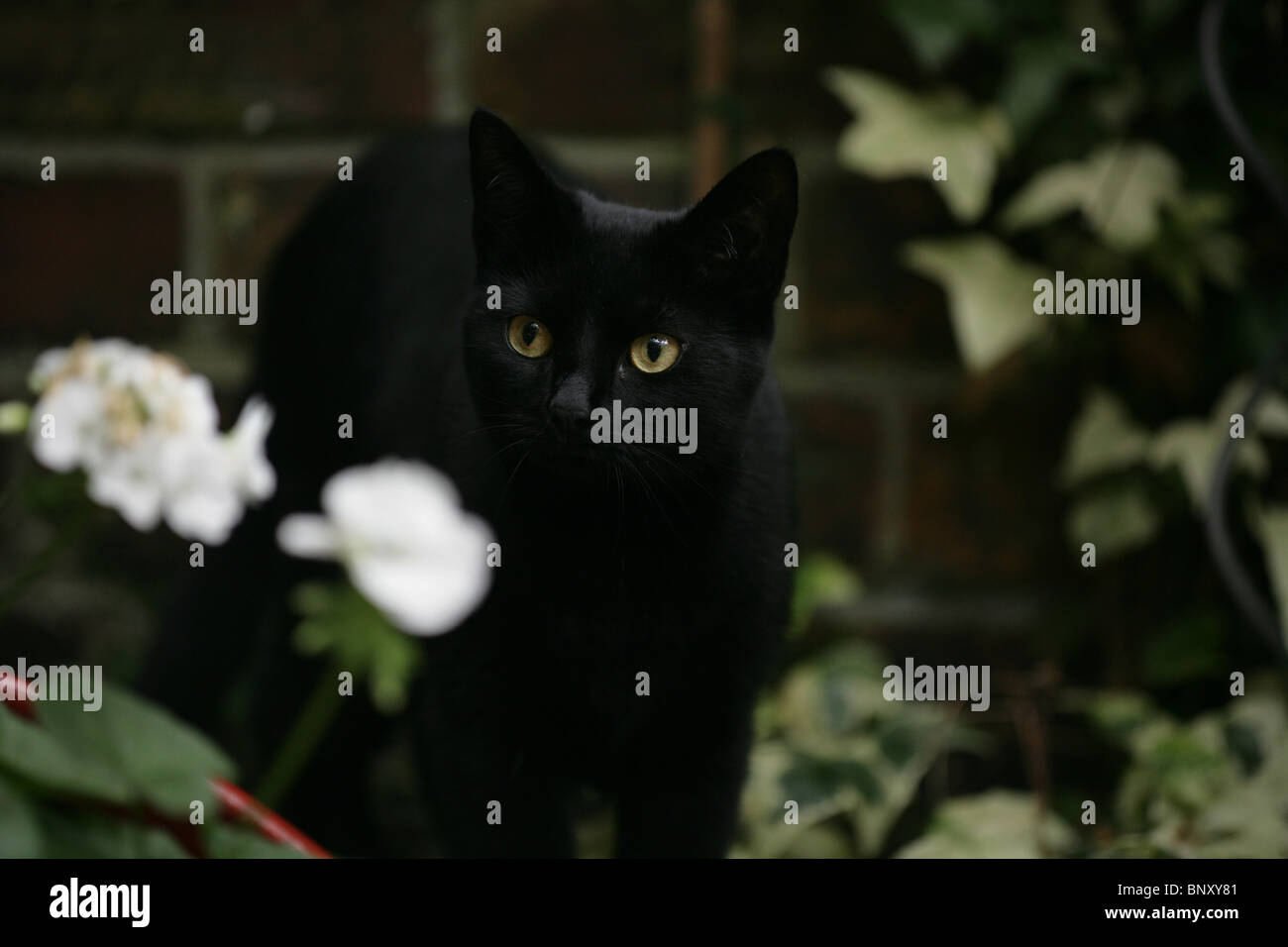 Black cat in a garden Stock Photo - Alamy