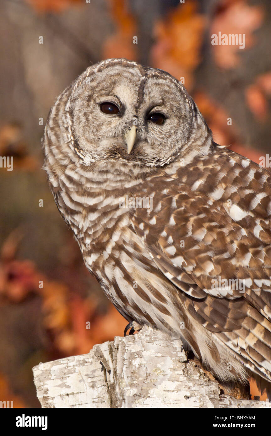 Barred owl hooting hi-res stock photography and images - Alamy