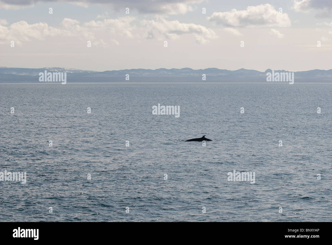 North atlantic minke whale hi-res stock photography and images - Alamy