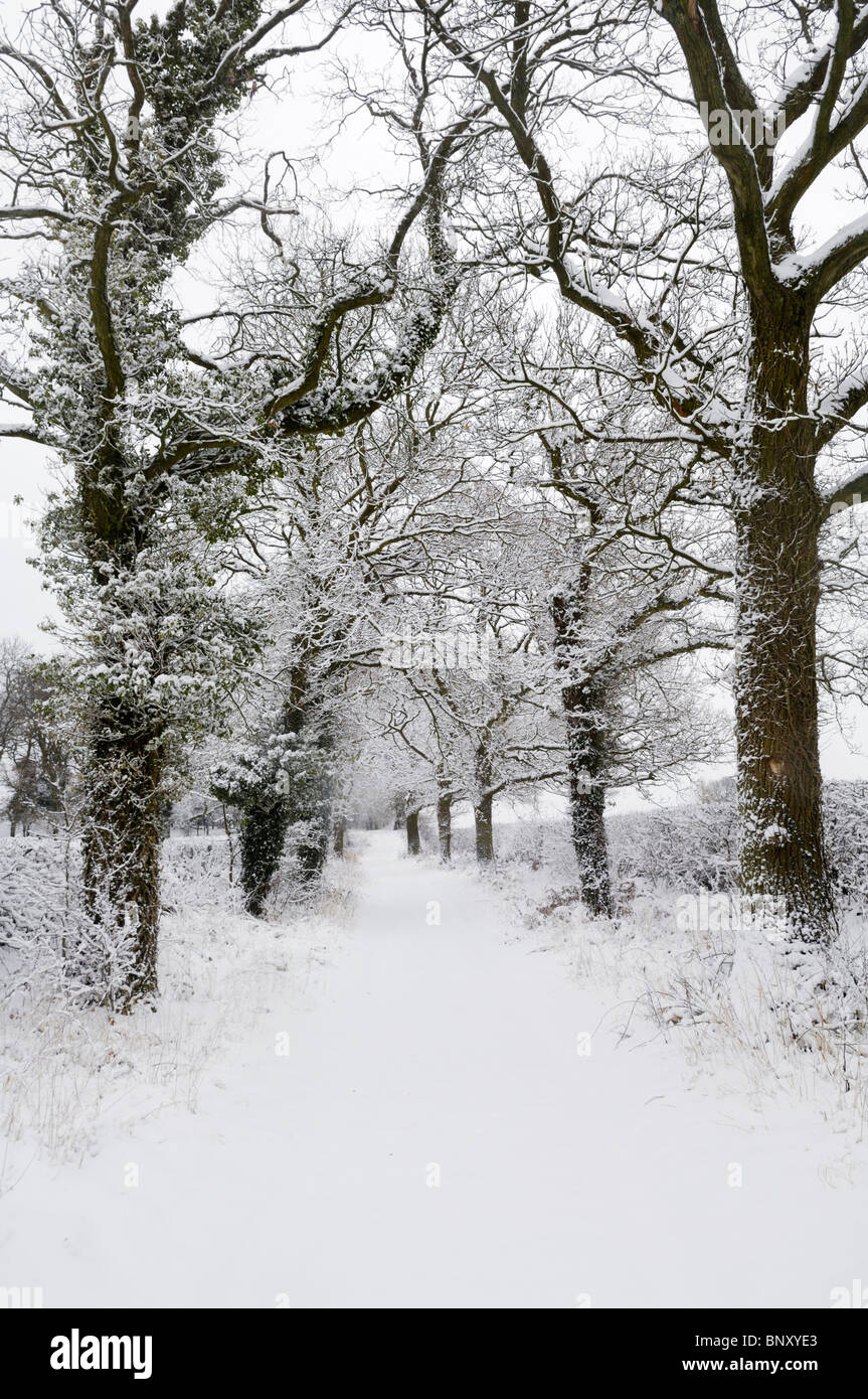An Oak tree lined pathway covered in snow near Wrington, Somerset ...