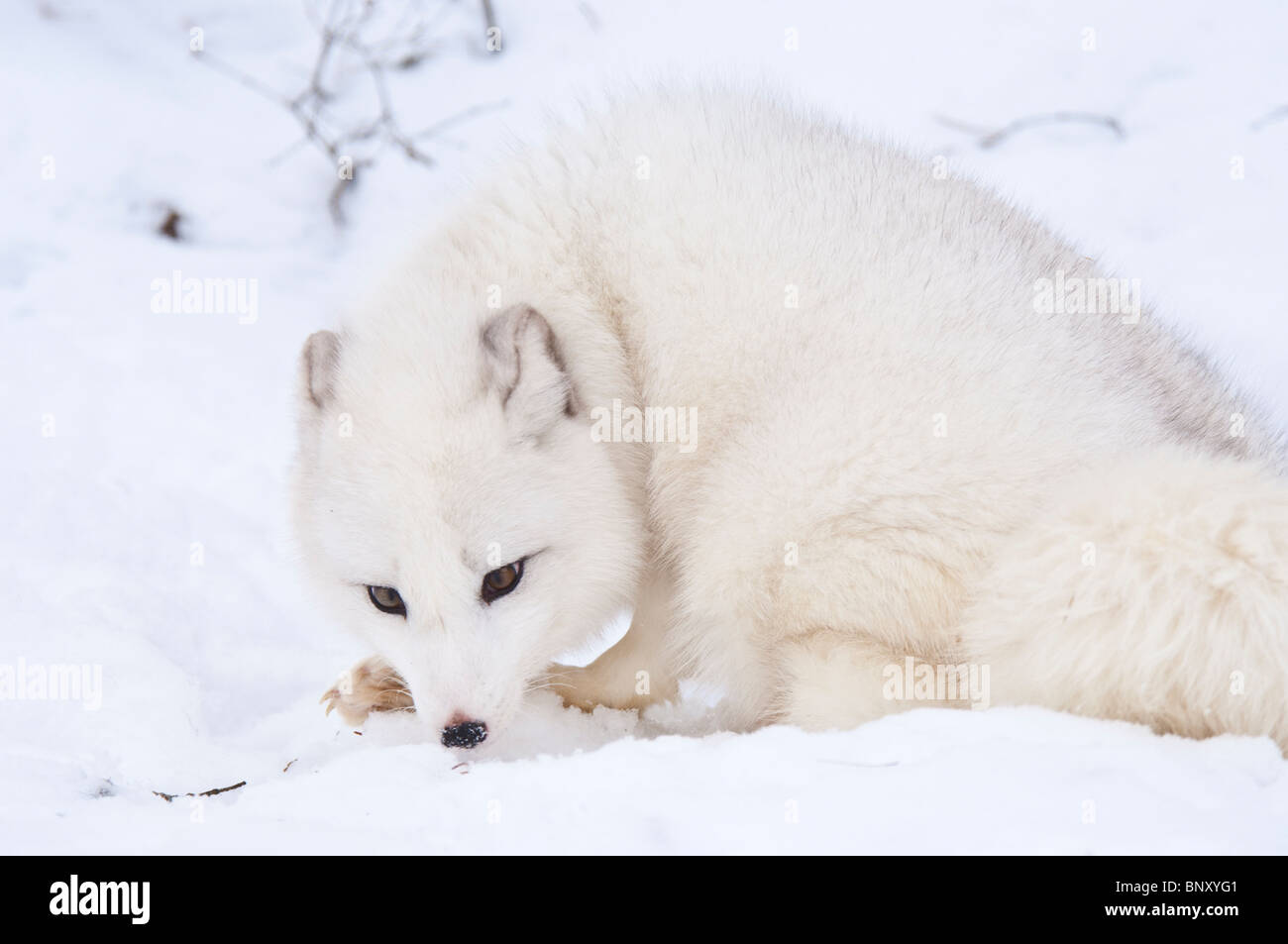 Arctic fox, Alopex lagopus, circumpolar distribution across northern Eurasia and North America Stock Photo