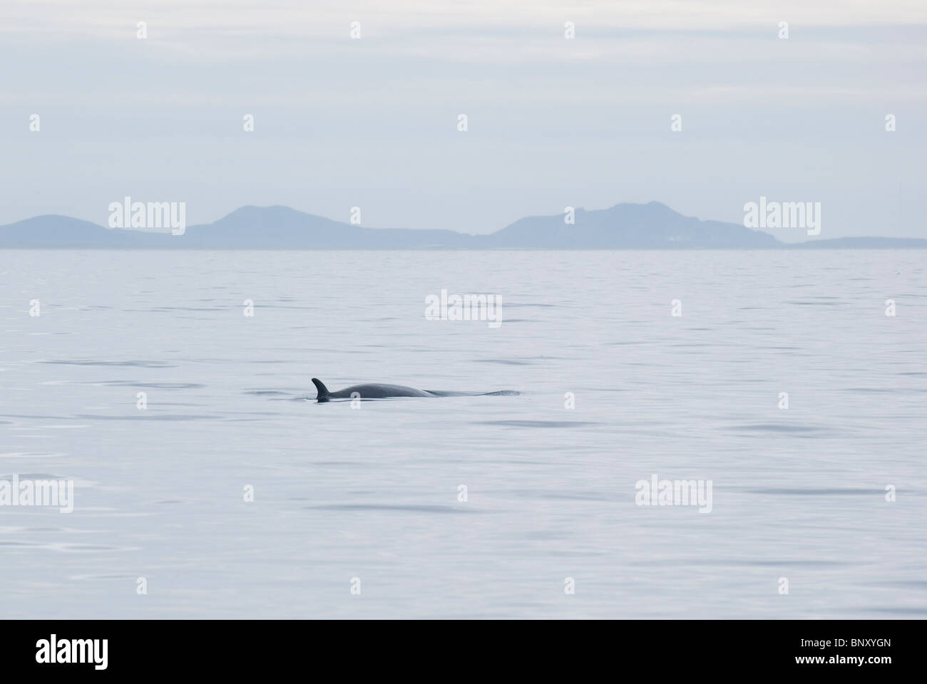 Minke whale iceland hi-res stock photography and images - Alamy
