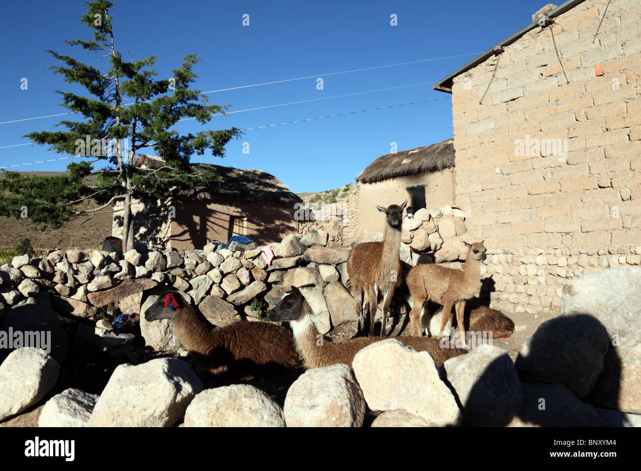 Llamas (Lama glama) in yard of typical adobe mud brick house in community or ayllu near Macha, northern Potosi region, Bolivia Stock Photo
