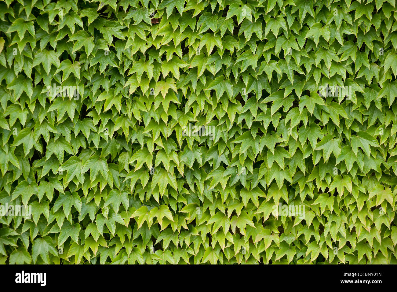 Ivy in the grounds during the Wimbledon Tennis Championships 2010  Stock Photo