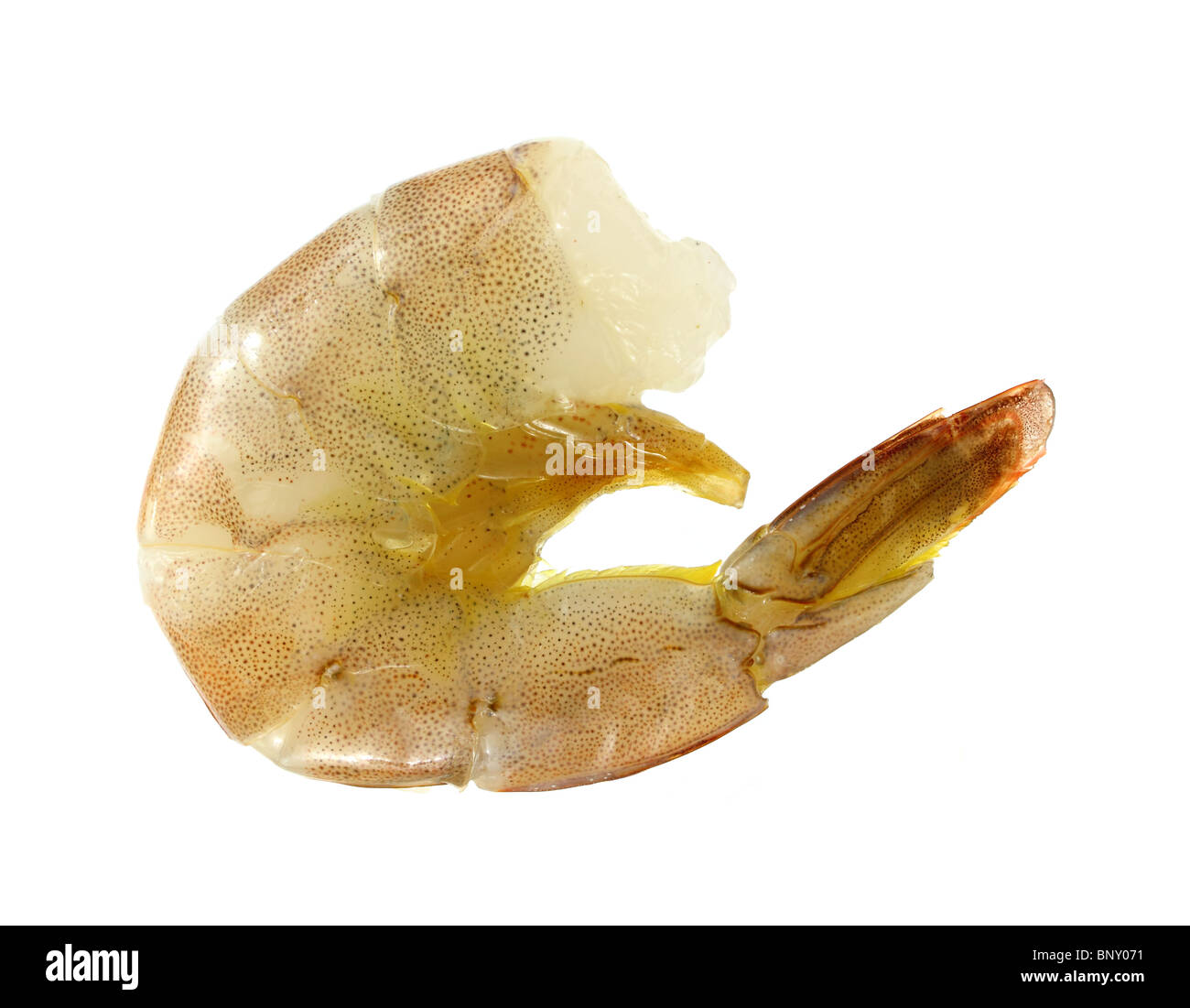 Single raw shrimp Stock Photo