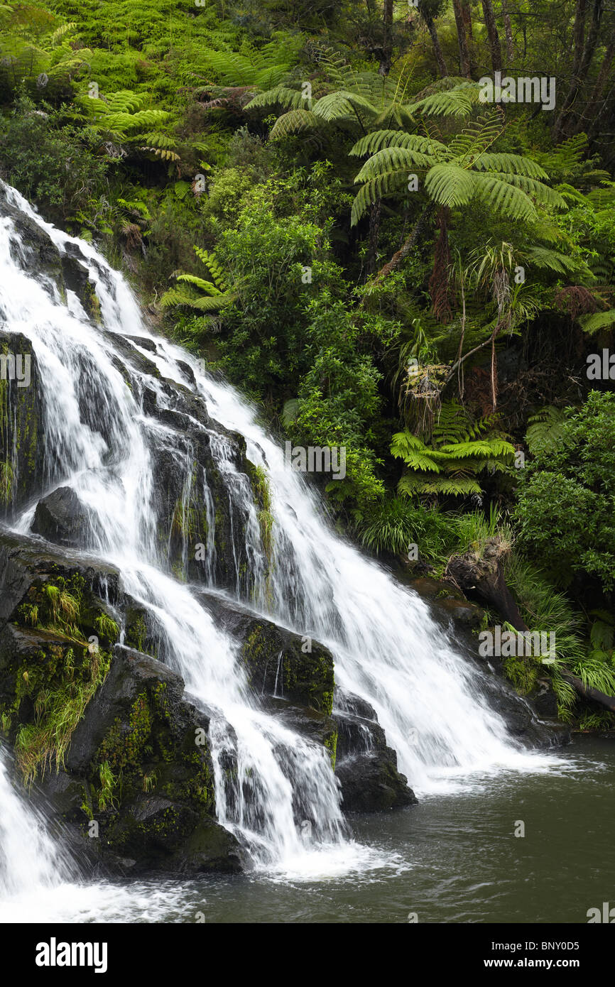 Owharoa Falls, Karangahake Gorge, near Paeroa, Waikato, North Island, New Zealand Stock Photo