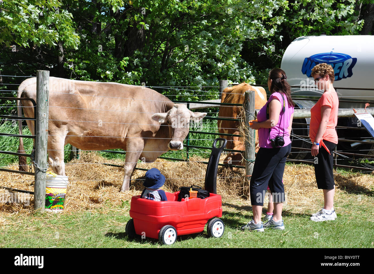 Canada schomberg agriculture animal cattle children fair family ontario