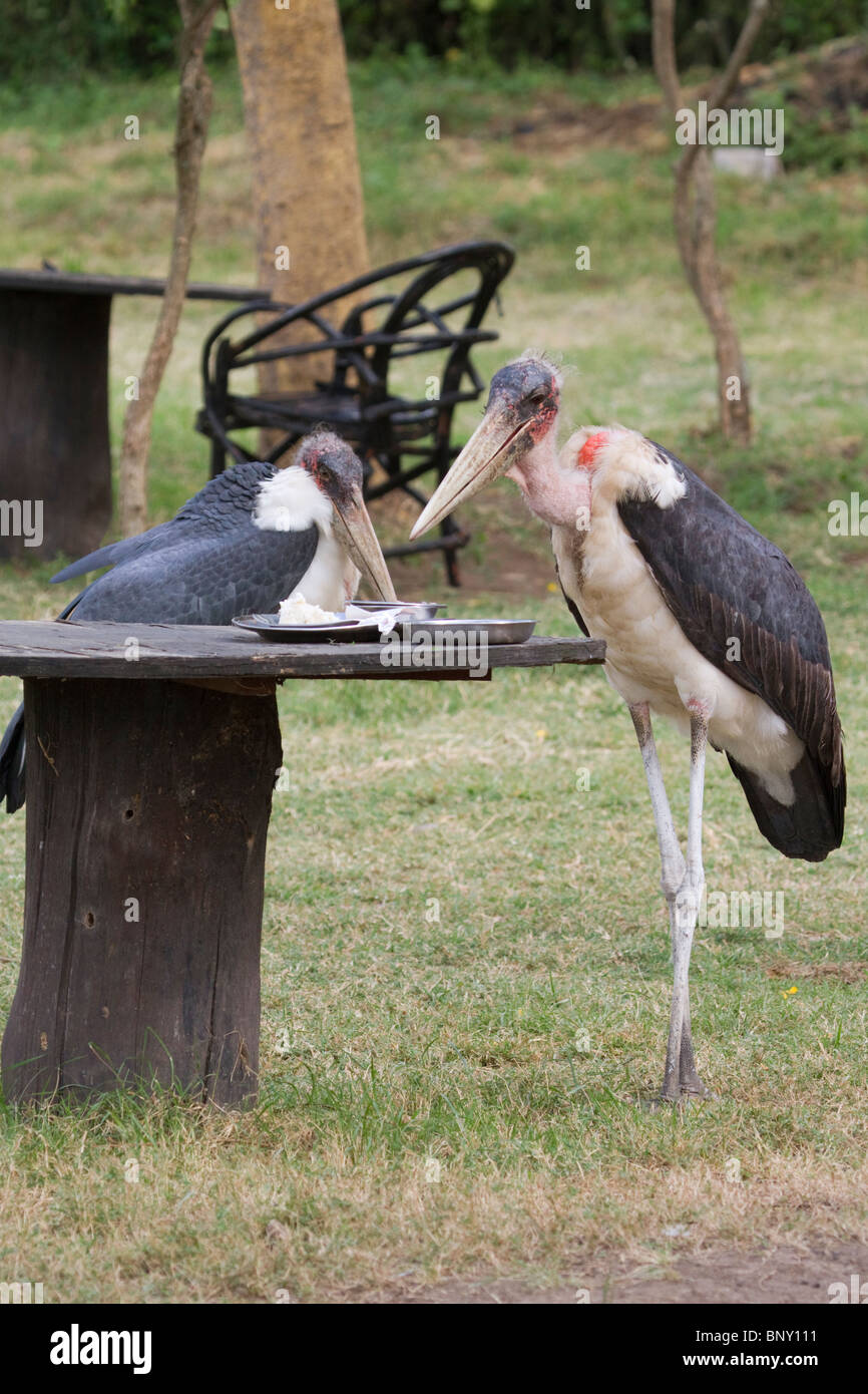 Marabou Storks (Leptoptilos crumeniferus) scavenging at an open rural restaurant after departure of the clients. Stock Photo