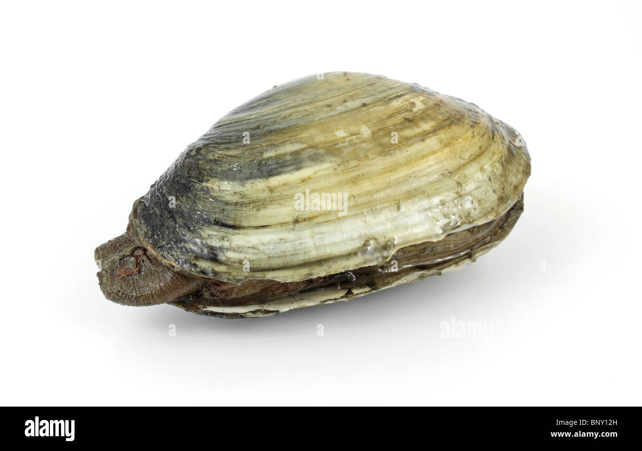 Single soft-shell clam from polluted mud flat Stock Photo