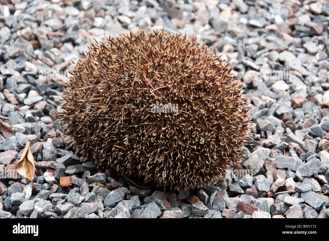 Hedgehog curled into a ball Stock Photo Alamy