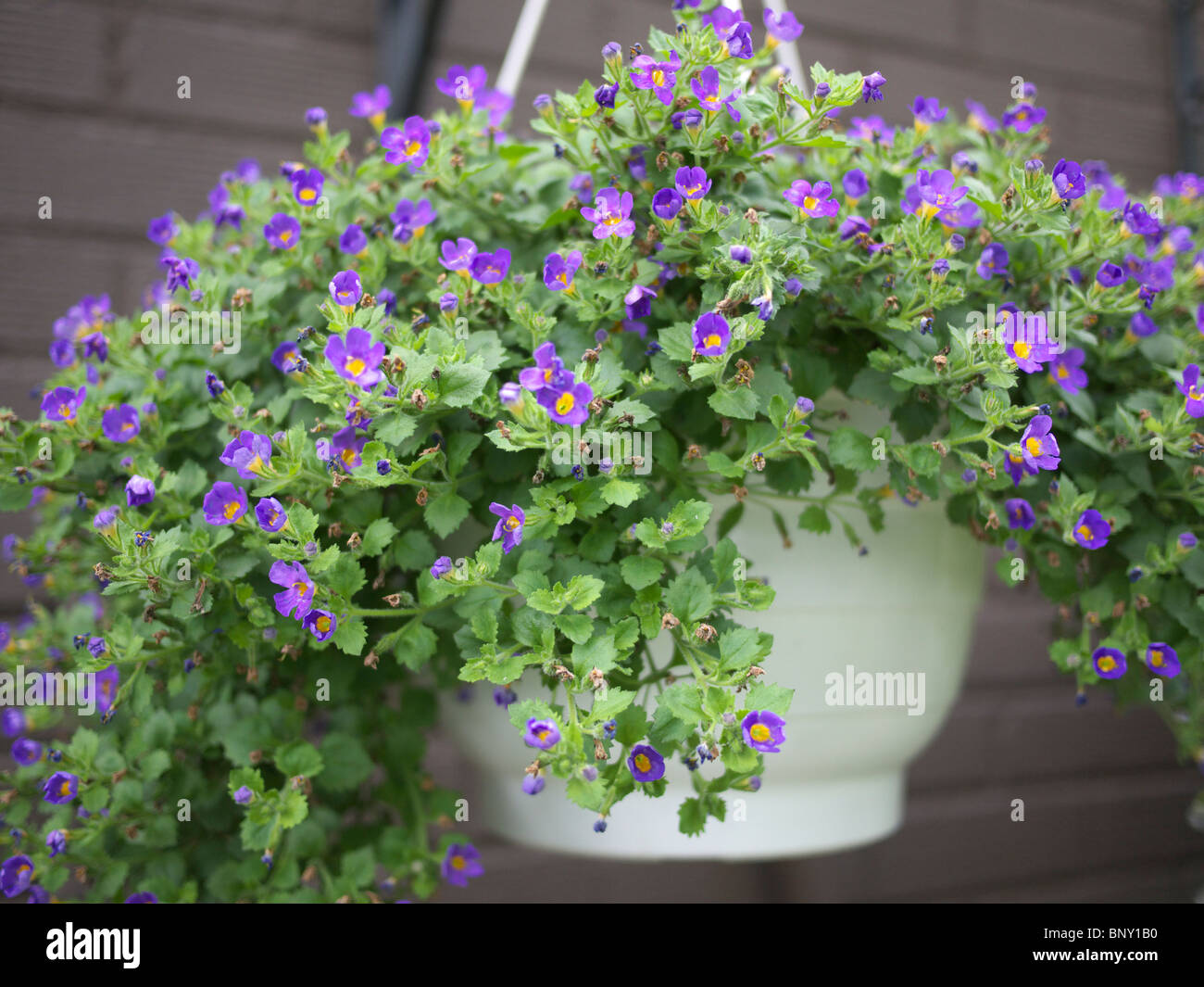 Bacopa plant in hanging basket Stock Photo Alamy
