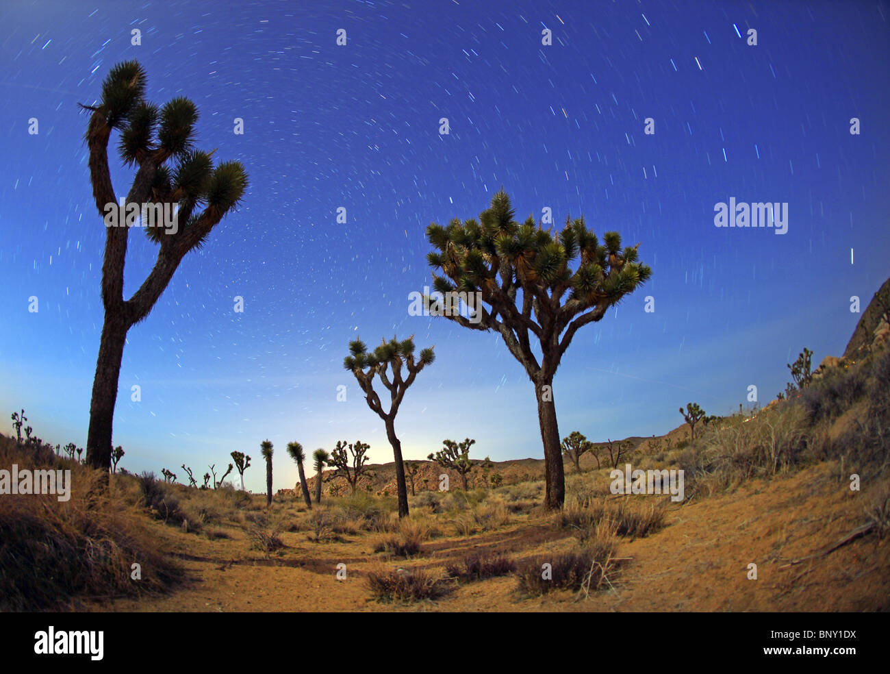 Star Trails at Night in Joshua Tree National Park Stock Photo - Alamy