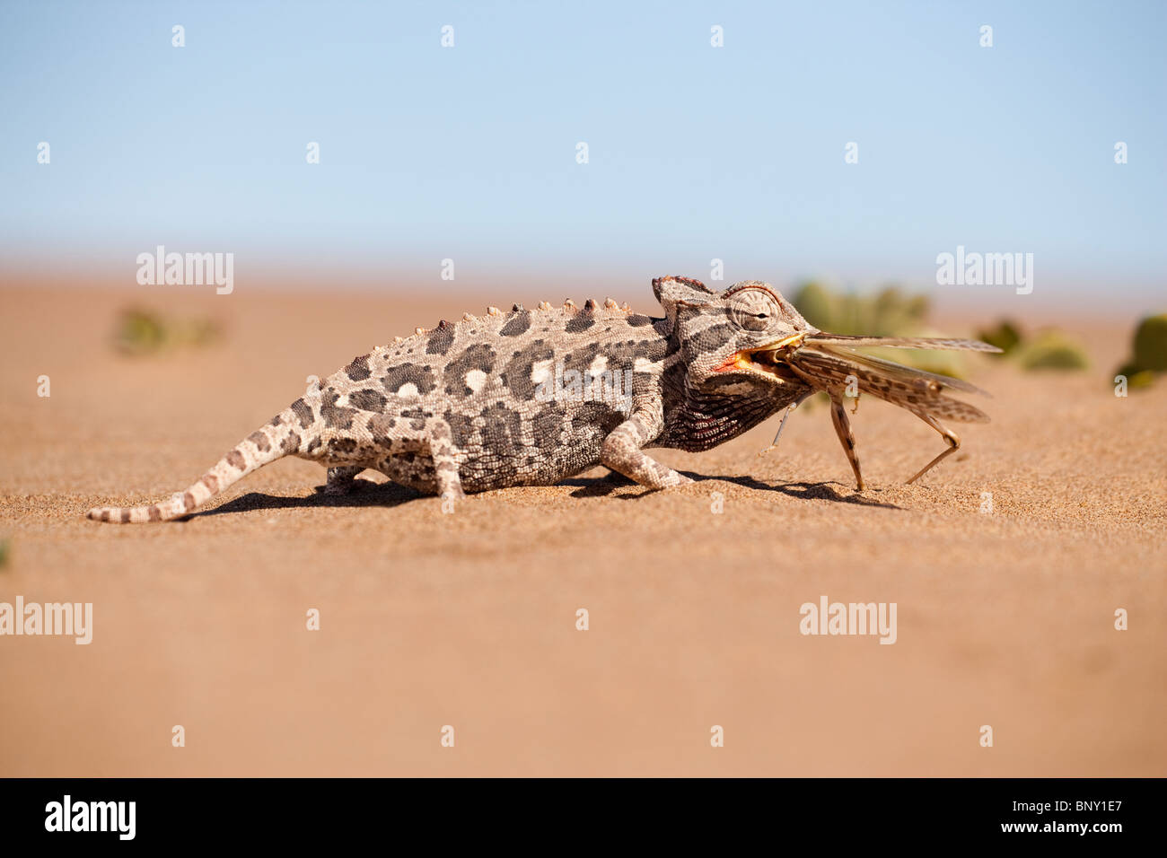Namaqua chameleon, Chamaeleo namaquensis, eating grasshopper,Namib desert, Namibia, Africa Stock Photo