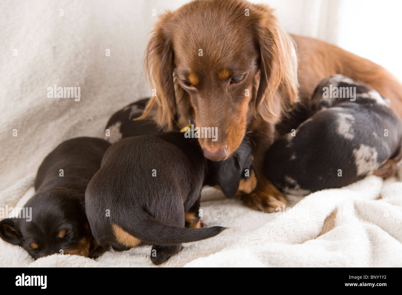A litter of adorable puppies with mom Stock Photo Alamy