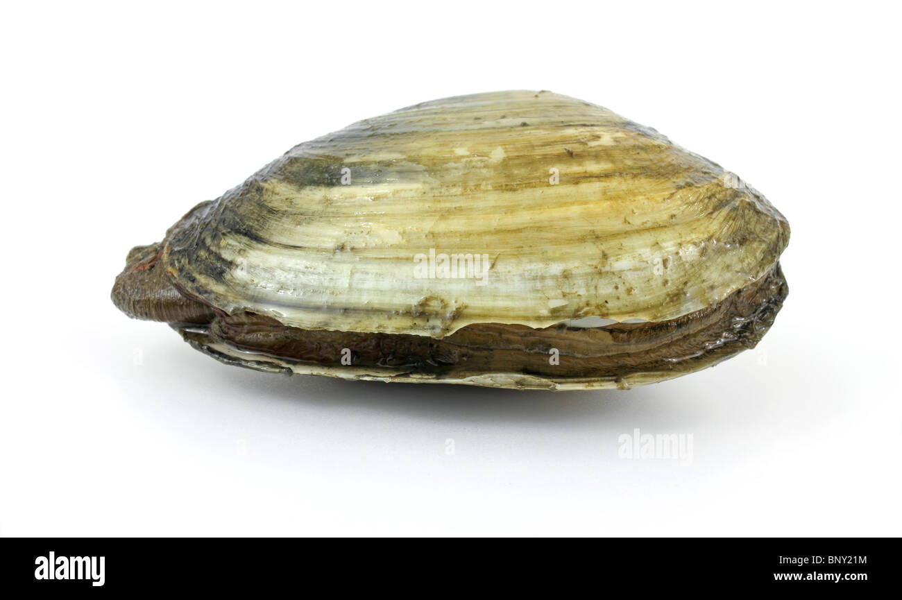 Red tide soft-shell clam Stock Photo