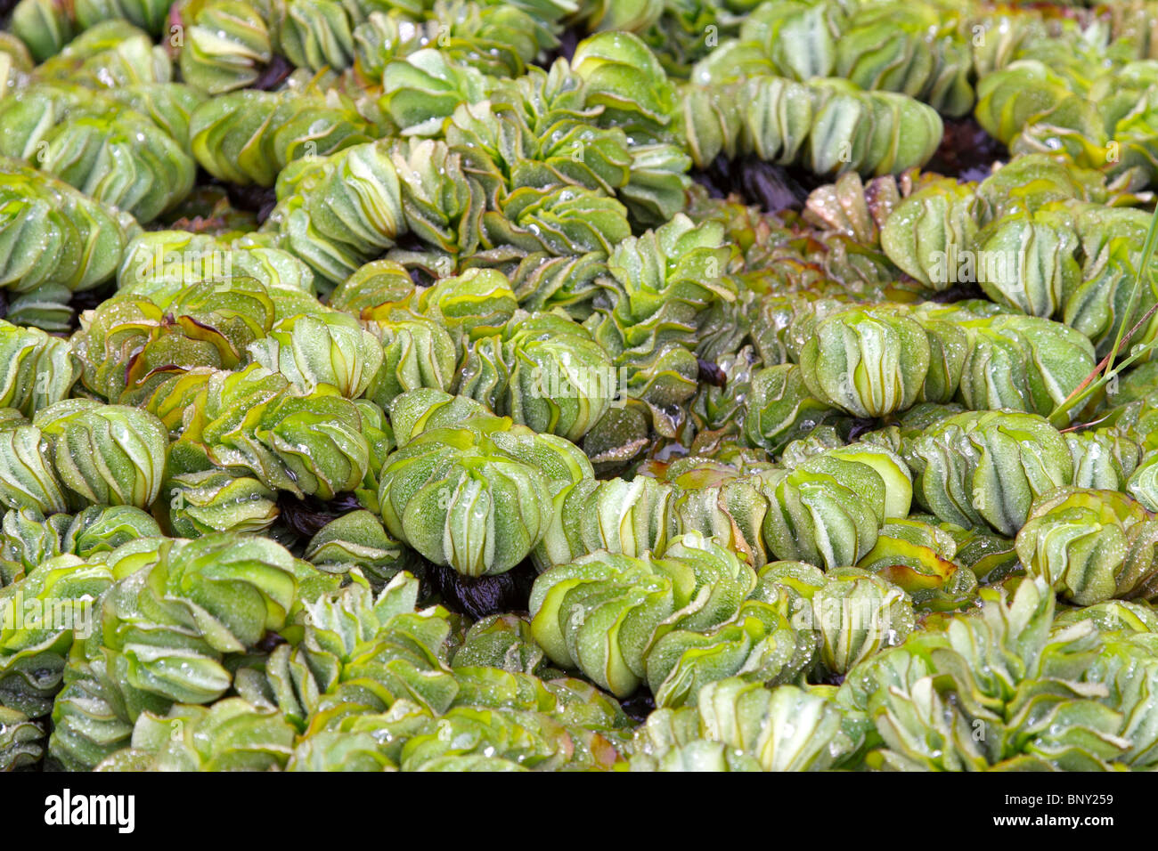 Giant Salvinia, Salvinia molesta, one of the most invasive aquatic weeds in the world. Stock Photo