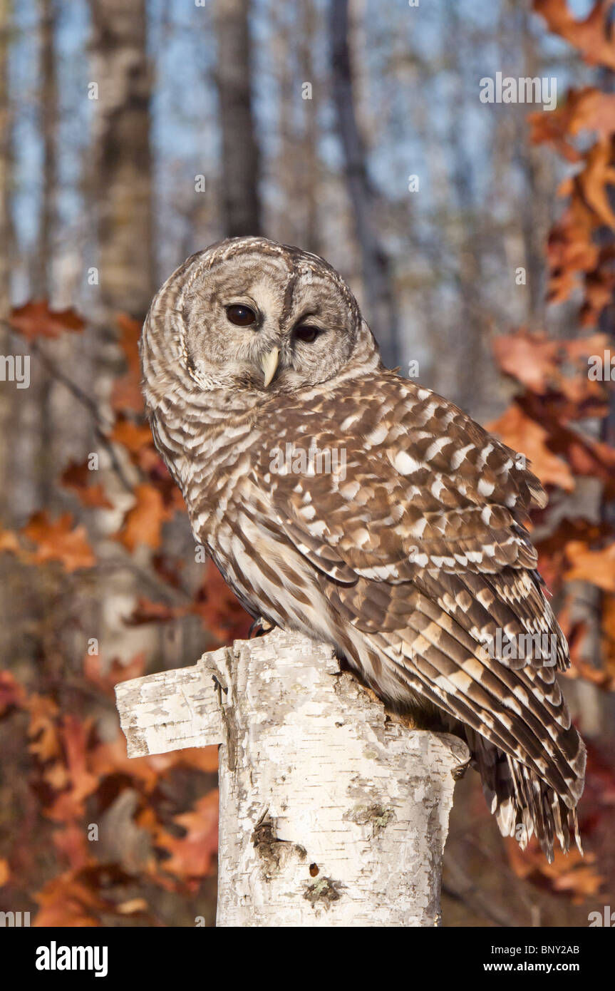 Barred Owl, Strix varia, autumn in Minnesota, USA Stock Photo - Alamy