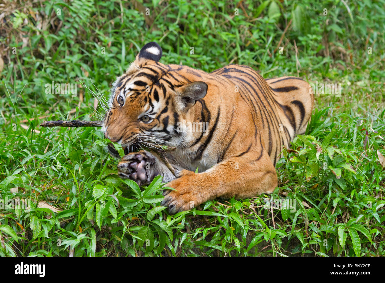 Sumatran tiger (Panthera tigris sumatrae). A tiger chews a stick in a playful mood, Stock Photo