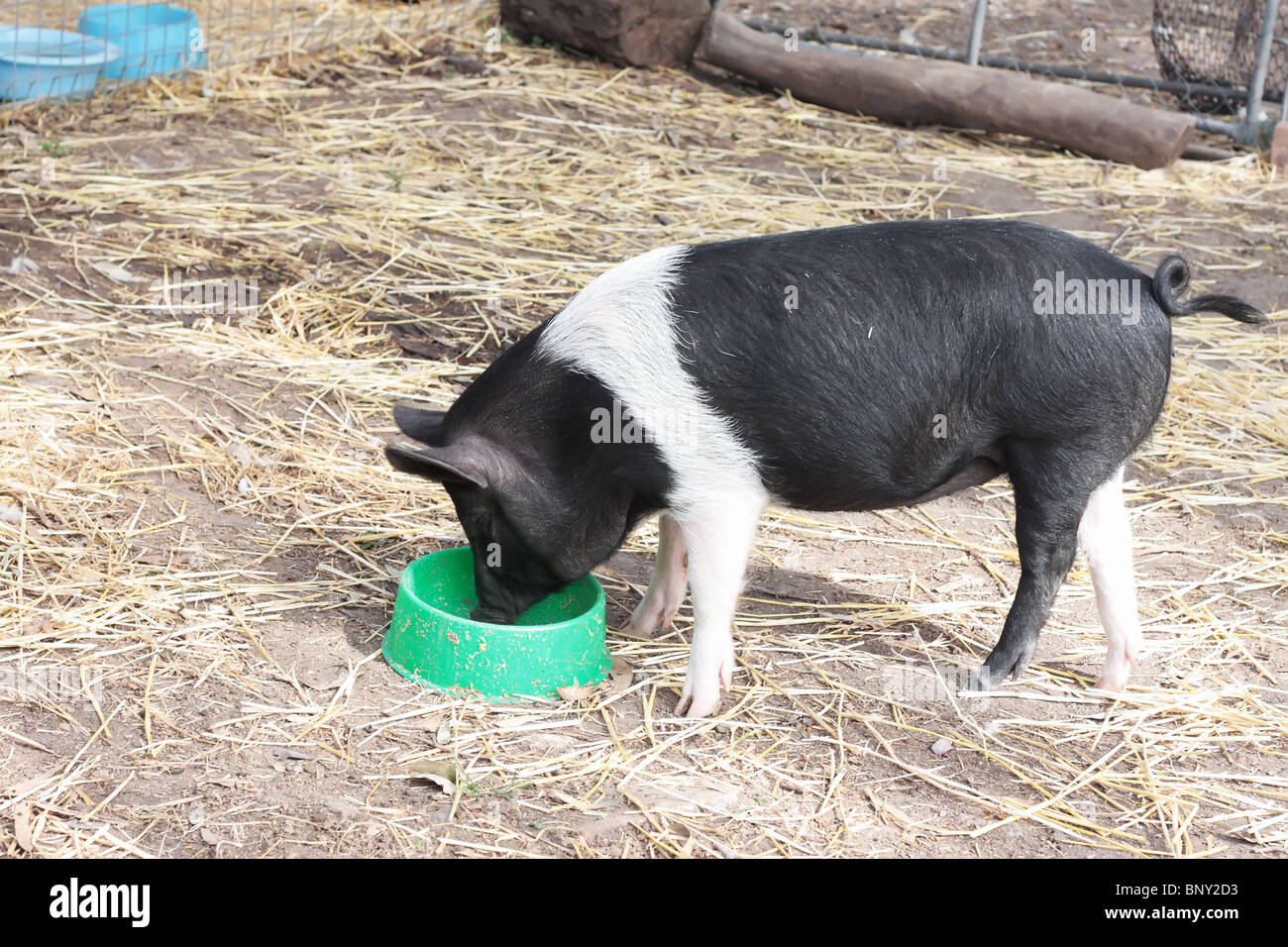 Hungry pig hi-res stock photography and images - Alamy