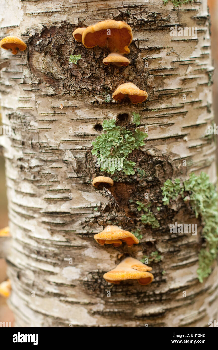 Birch fungus hires stock photography and images Alamy