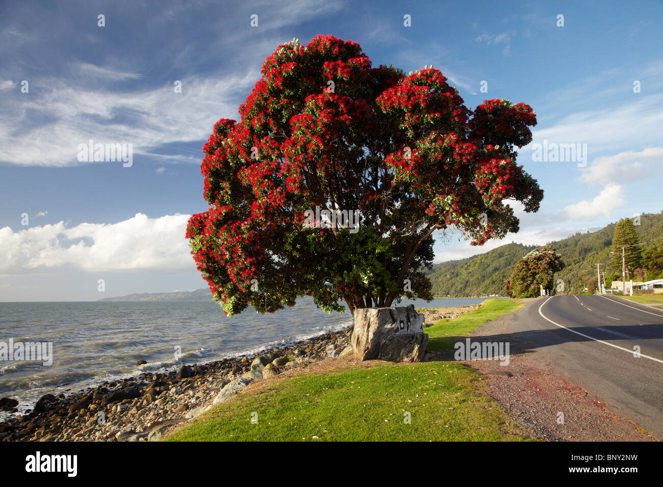 Pohutukawa Tree in Bloom, Ngarimu Bay, Thames Coast, Coromandel Peninsula, North Island, New Zealand Stock Photo