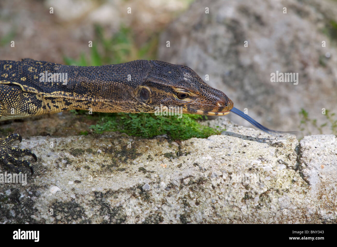 Monitor lizard tongue hires stock photography and images Alamy