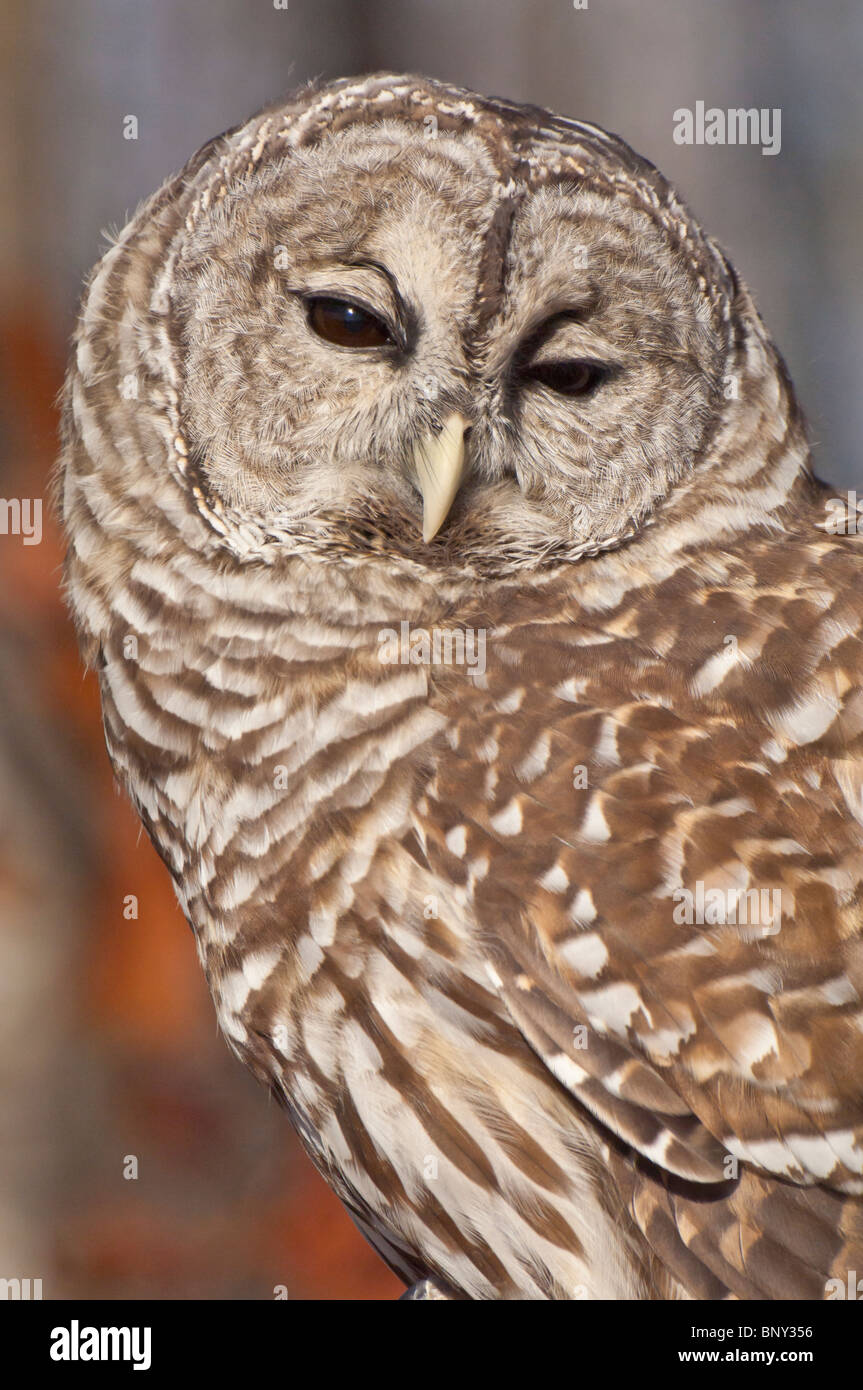 Barred Owl, Strix varia, autumn in Minnesota, USA Stock Photo - Alamy