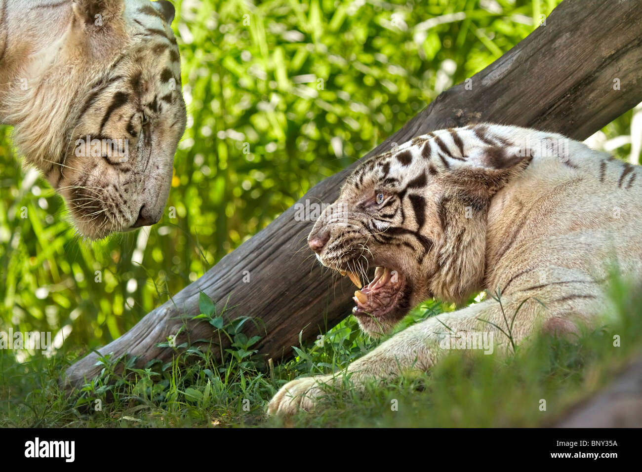 White tiger, panthera tigris, female growling at her mate. Stock Photo