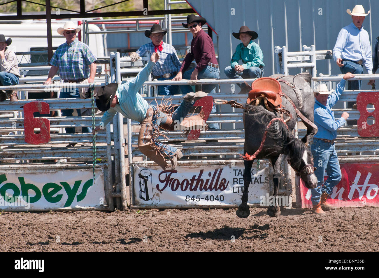 Cowboy thrown from his horse, saddle bronc riding, Rocky Mountain House
