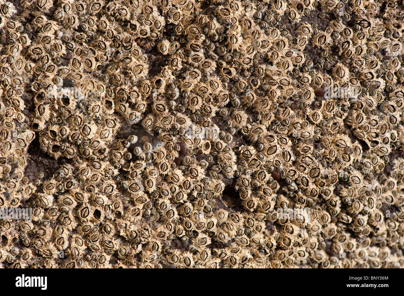 Acorn Barnacles on rock at low tide. (Semibalanus balanoides) Stock Photo
