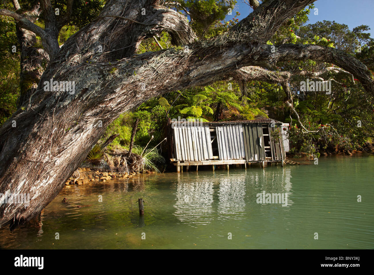 Old Boat Shed and Pohutukawa Trees, Oamaru Bay, Coromandel Peninsula