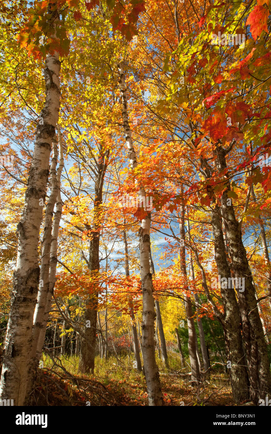 Maples maine hires stock photography and images Alamy