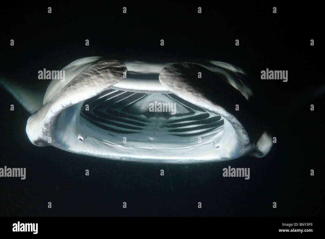 Giant manta ray mouth hi-res stock photography and images - Alamy